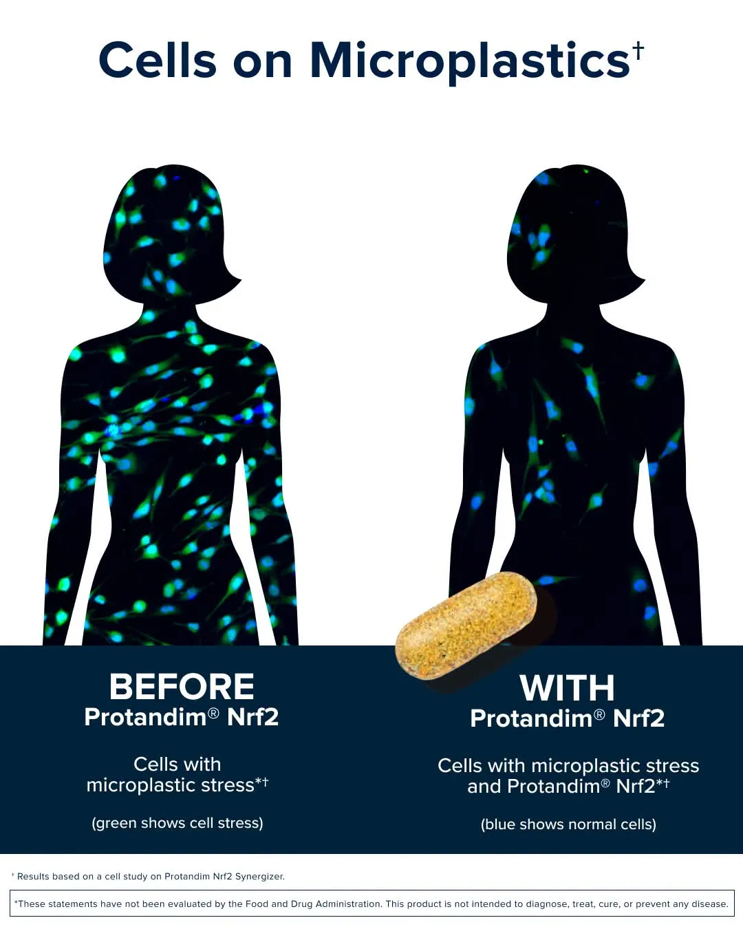 Cells on Microplastics: before and with Protandim Nrf2