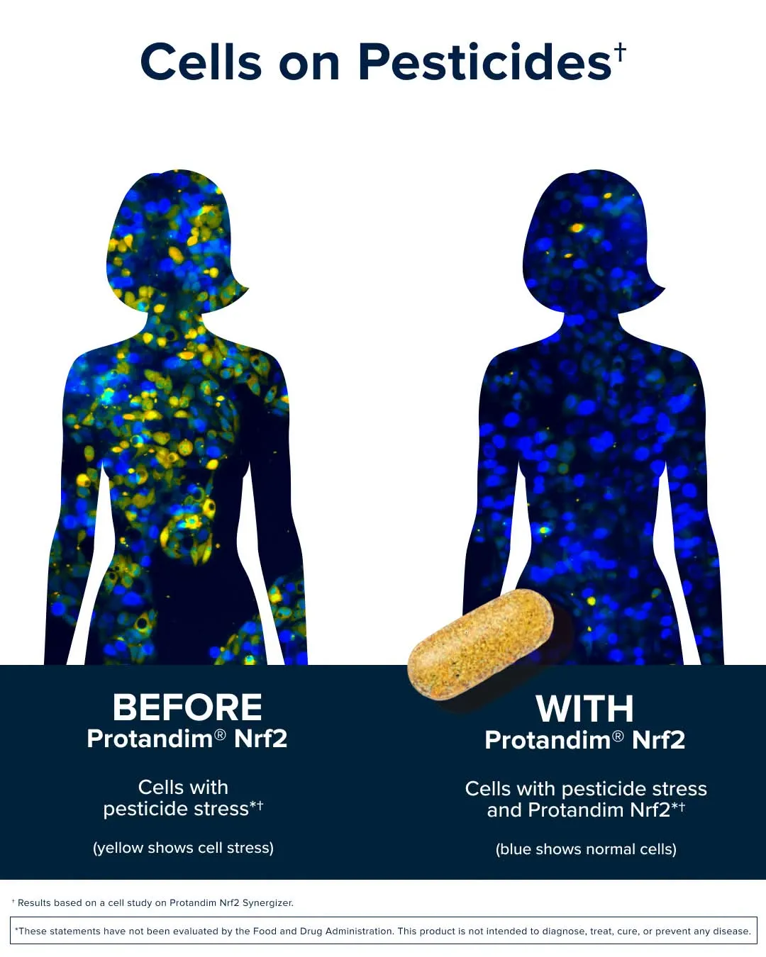 Cells on Pesticides: before and with Protandim Nrf2