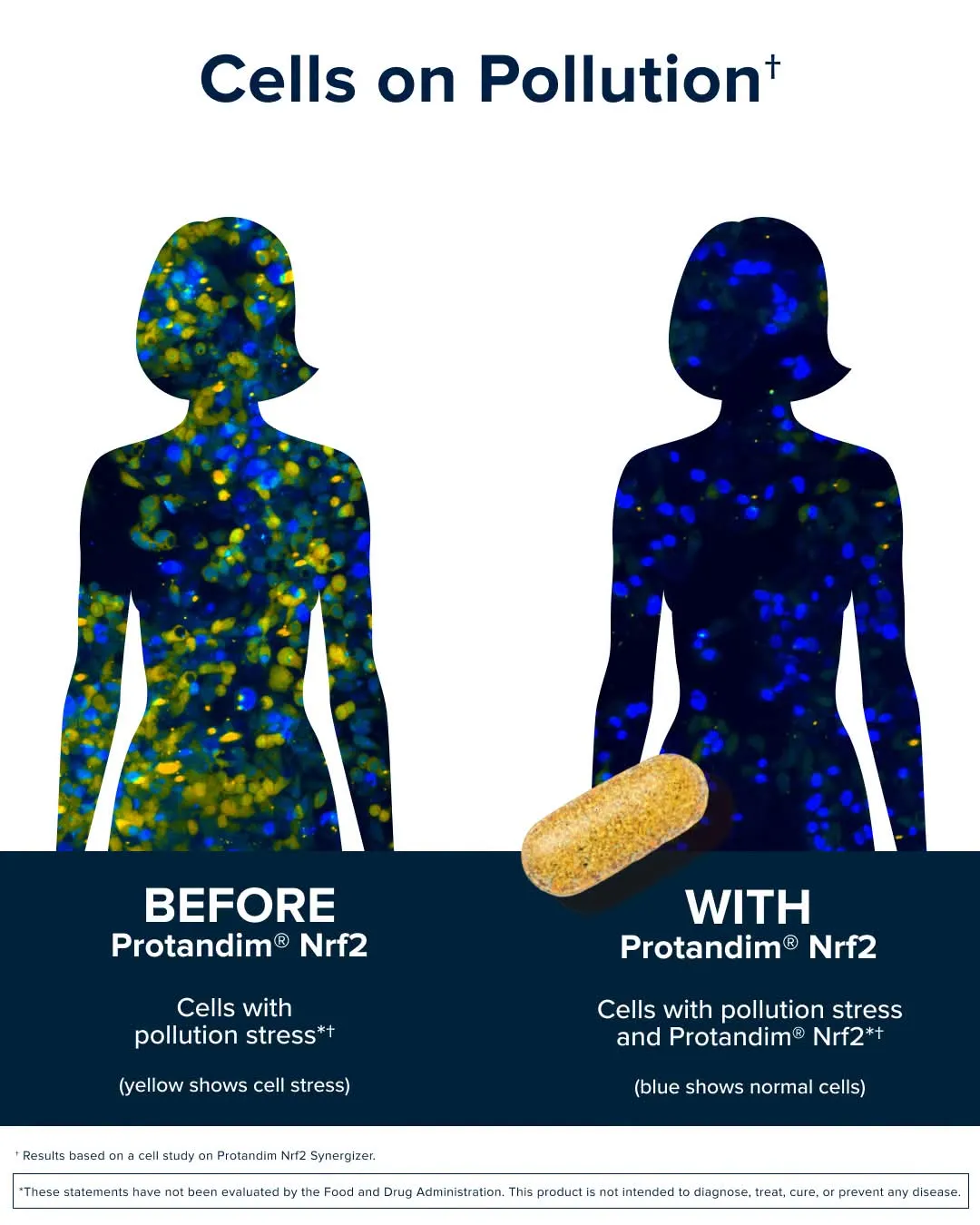 Cells on Pollution: before and with Protandim Nrf2