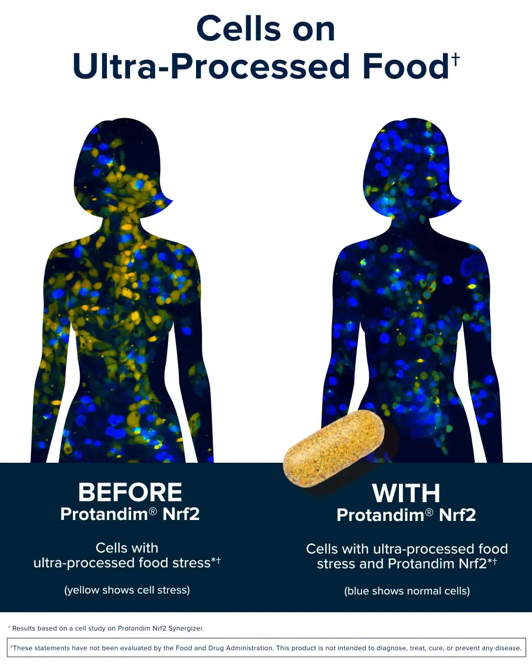 Cells on Ultra-Processed Food: before and with Protandim Nrf2
